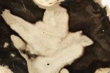 Polished Petrified Wood Limb - Eagle's Nest, Oregon #199027-2